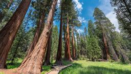 Case de vacanță - Sequoia National Park