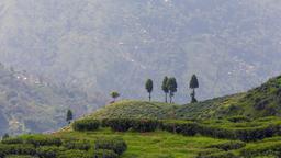 Găsește zboruri ieftine către Darjeeling