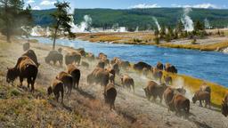 Case de vacanță - Parcul Naţional Yellowstone